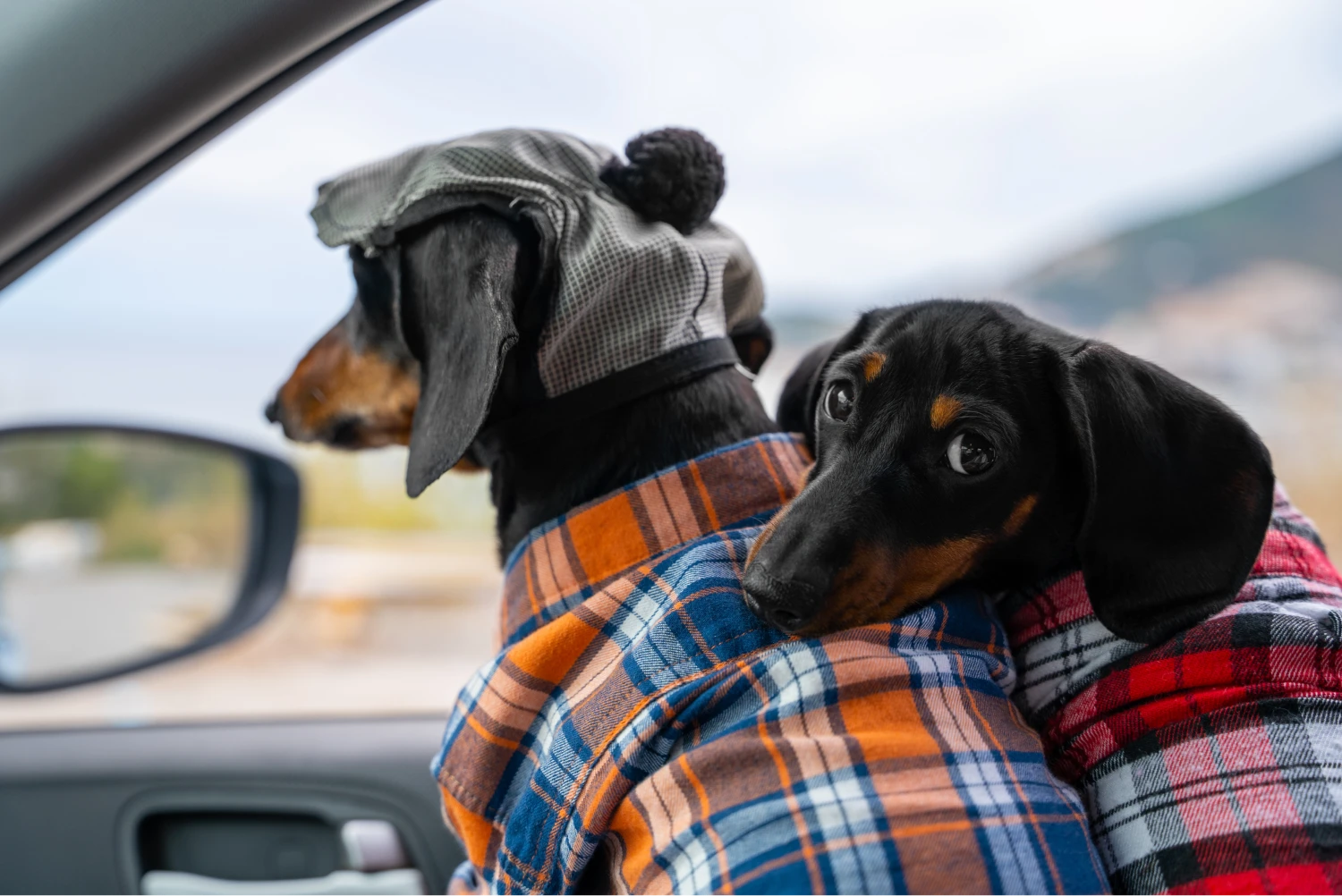 Chevrolet Impala Dog Car Seat for Dachshunds