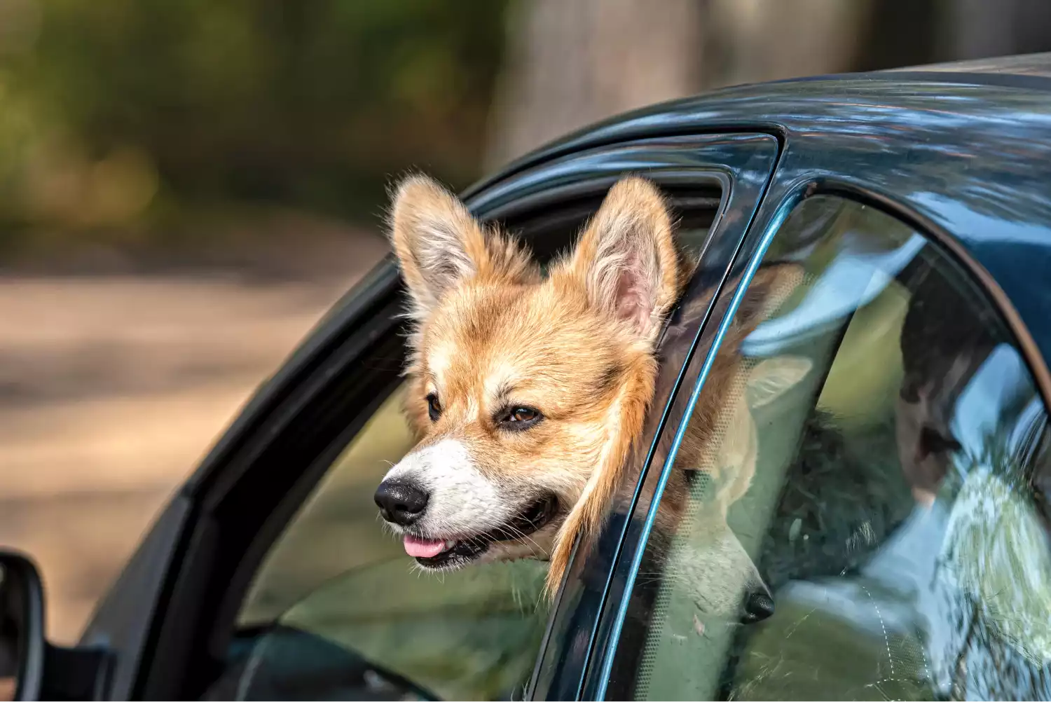 Toyota Camry Dog Car Seat for Pembroke Welsh Corgis