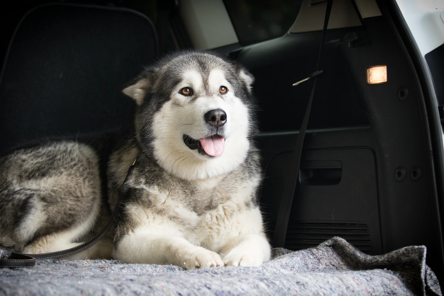 Hyundai Santa Fe back seat cover for Alaskan Malamutes