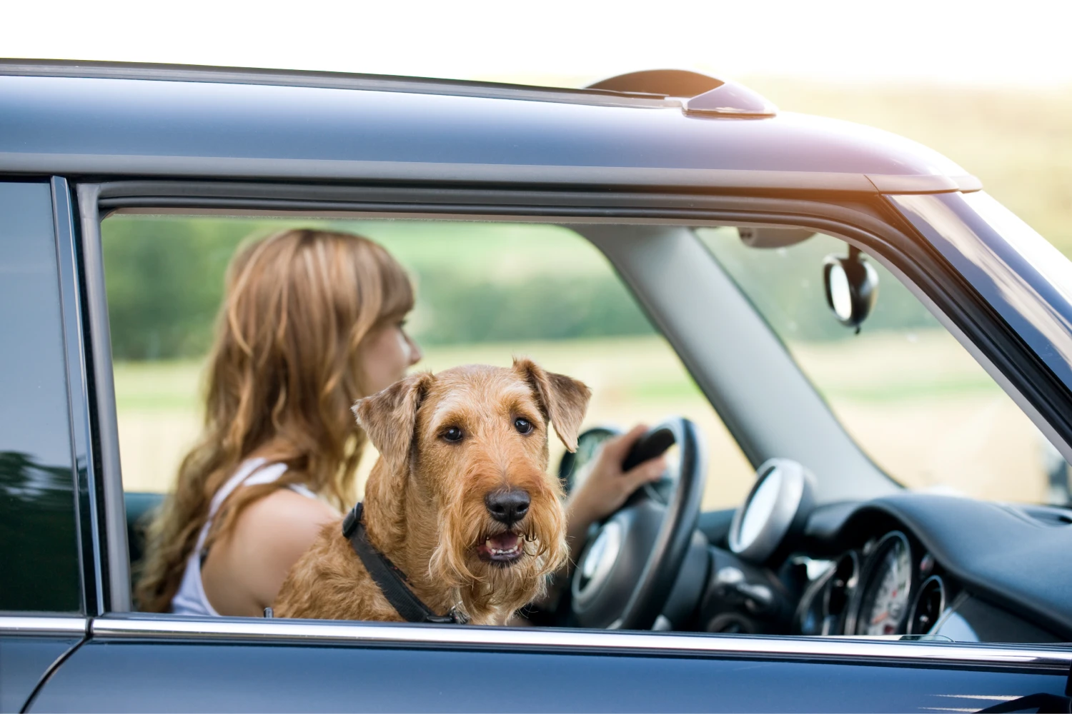 Chevrolet Malibu Dog Car Seat for Irish Terriers