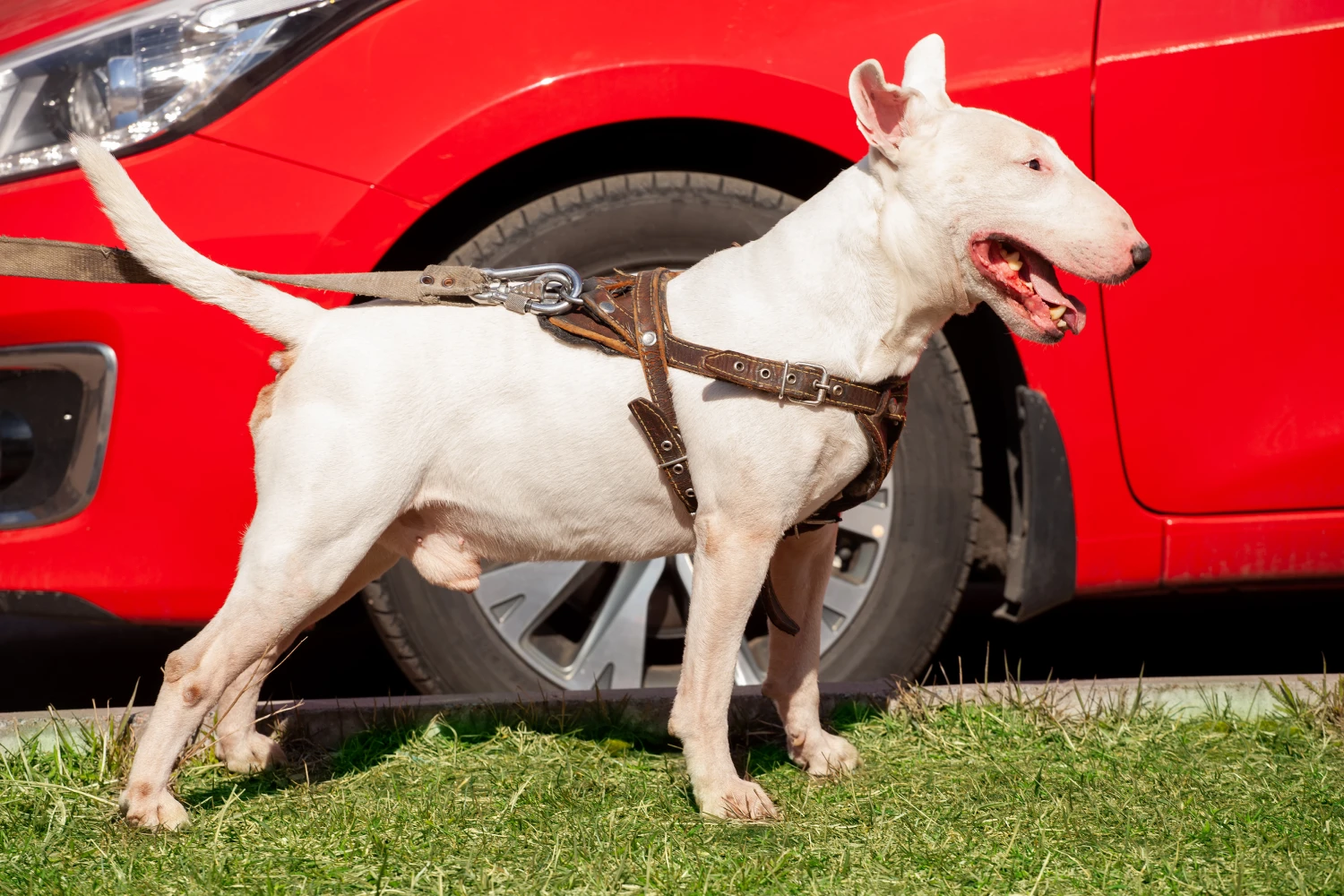 Volkswagen Jetta Dog Car Seat for Bull Terriers