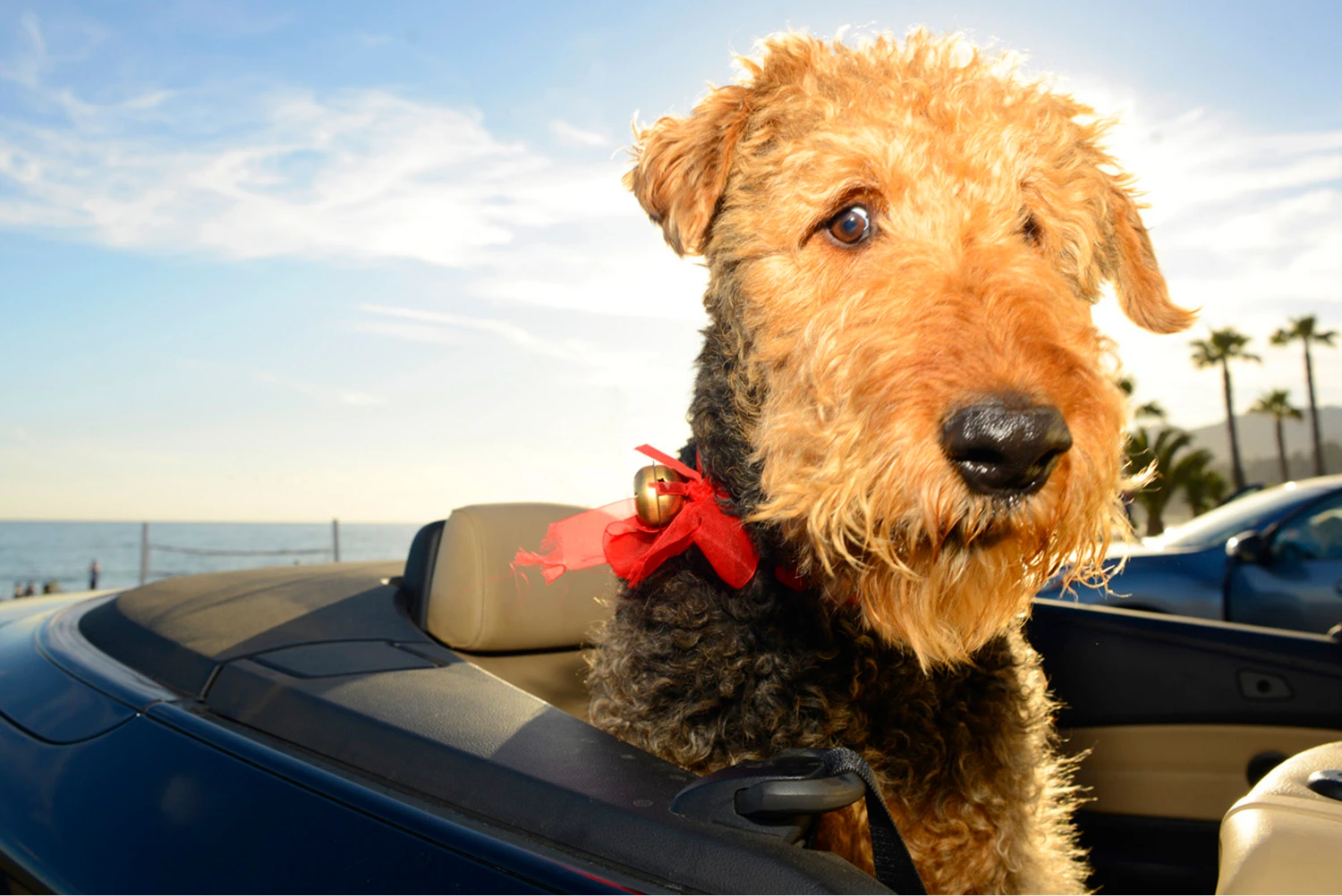 Toyota Tacoma Dog Car Seat Belt for Airedale Terriers